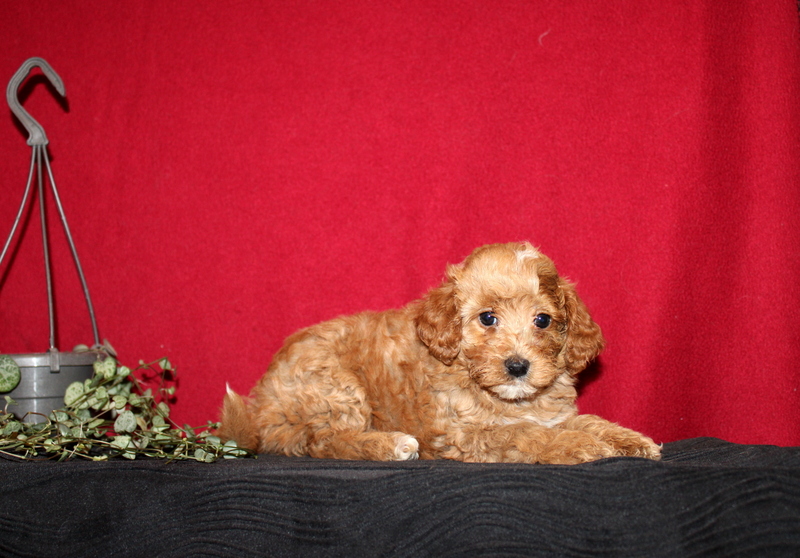 puppy, for, sale, Mini GoldenDoodle F2BB, Matthew B. Stoltzfus, dog, breeder, Gap, PA, dog-breeder, puppy-for-sale, forsale, nearby, find, puppyfind, locator, puppylocator, aca